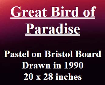 Great Bird Of Paradise by Jonny Olsen