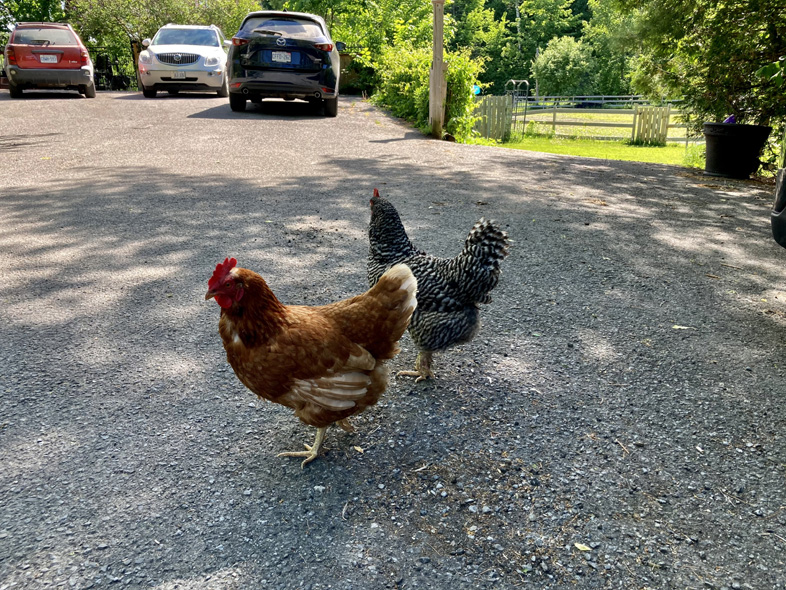 'Beautiful Bird Day' by Jonny Olsen