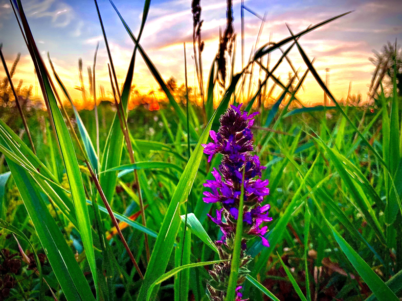 'Bold Love' by Jonny Olsen