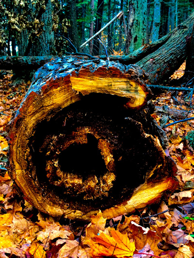 'Circle of Life' by Jonny Olsen