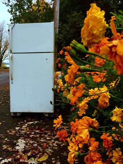 'Cool Blooms' by Jonny Olsen