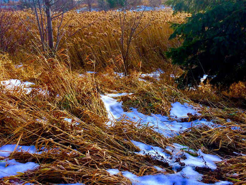 'First Snow' by Jonny Olsen