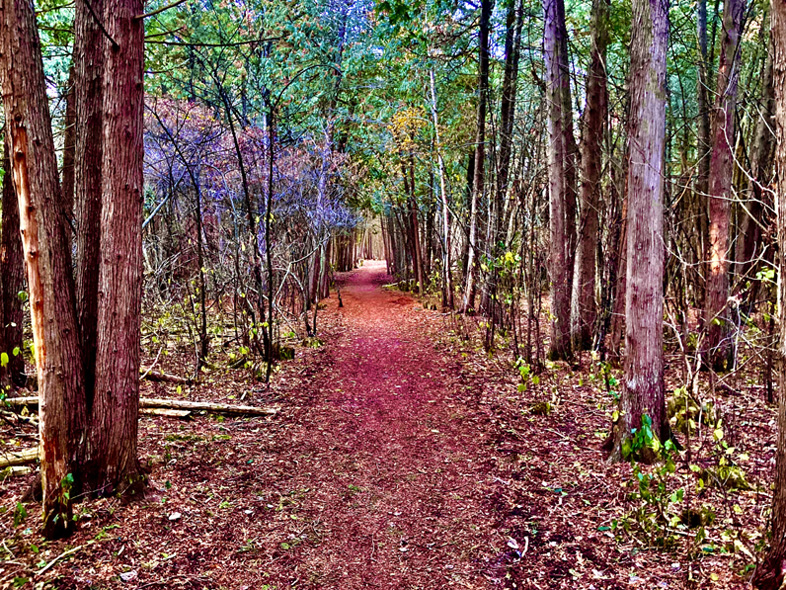 'Peaceful Pathway' by Jonny Olsen