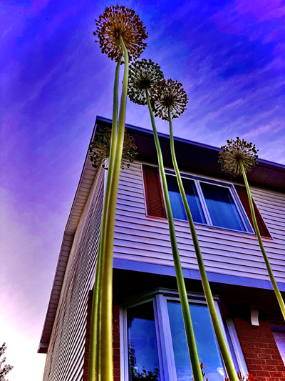 'Rise Above' by Jonny Olsen