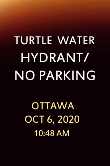 'Turtle Water Hydrant/ No Parking' by Jonny Olsen
