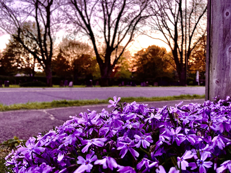 'Tyrian Bliss' by Jonny Olsen